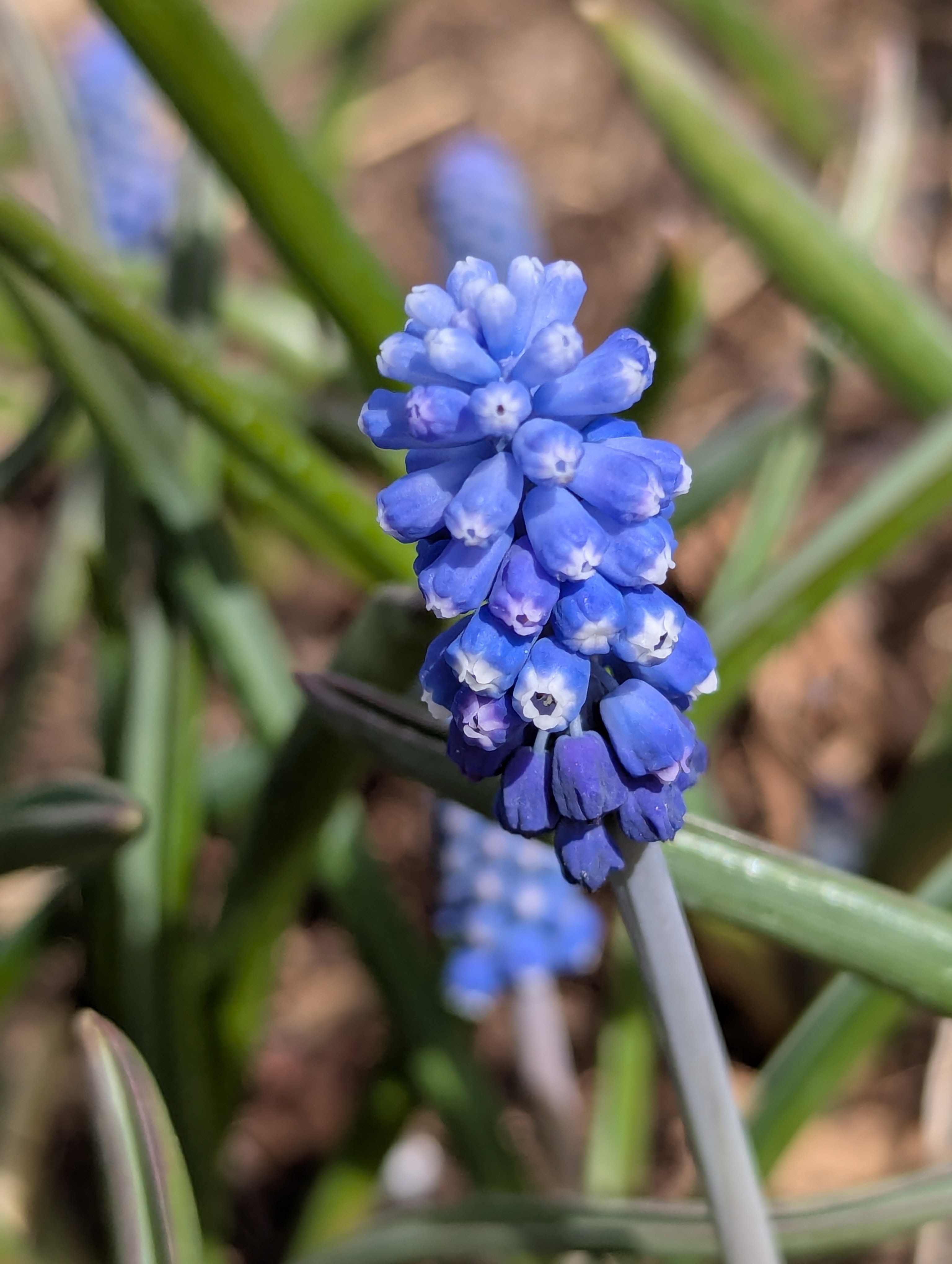 Grape Hyacinth, Morrison, Colorado